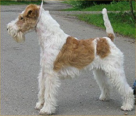 FOX TERRIER CU PAR SARMOS